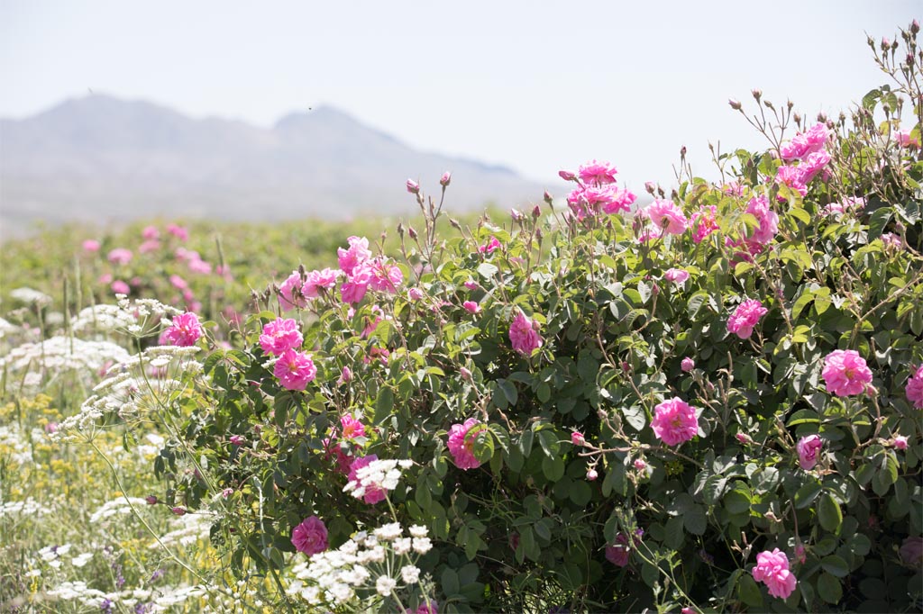rose farms (12)