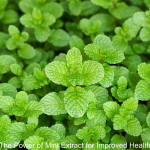 The Power of Mint Extract for Improved Health
