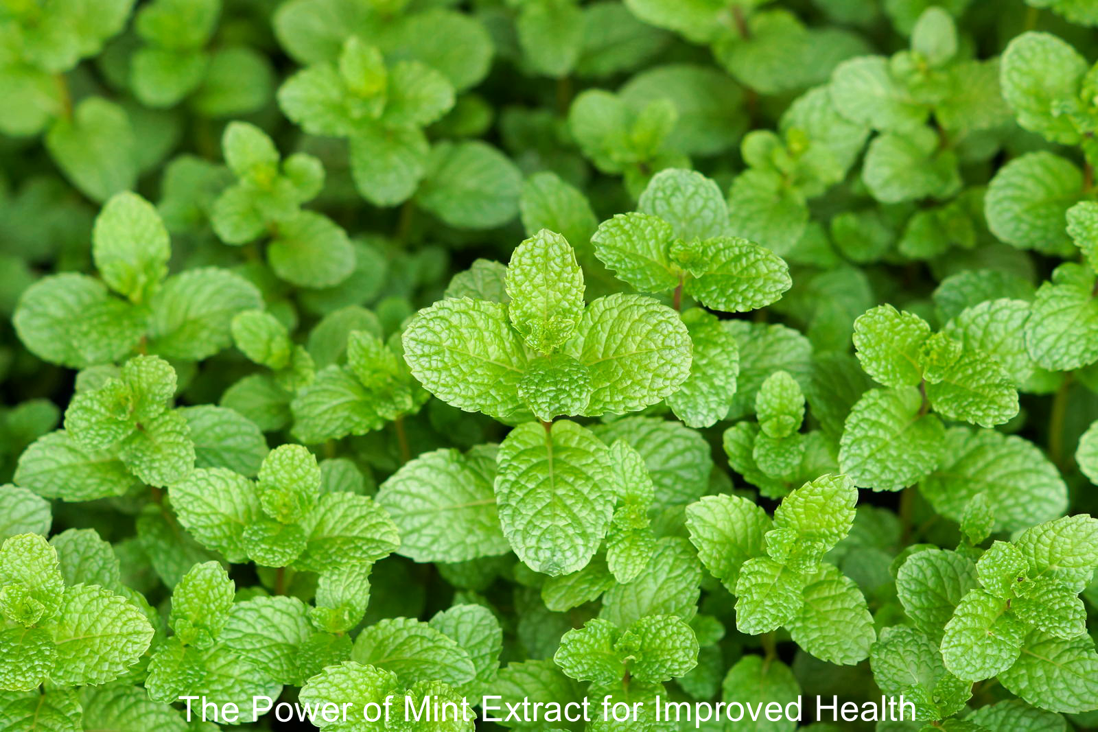 The Power of Mint Extract for Improved Health