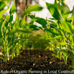 The Role of Organic Farming in Local Communities