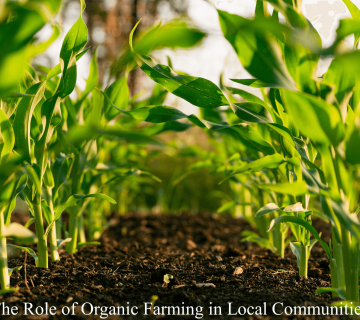 The Role of Organic Farming in Local Communities