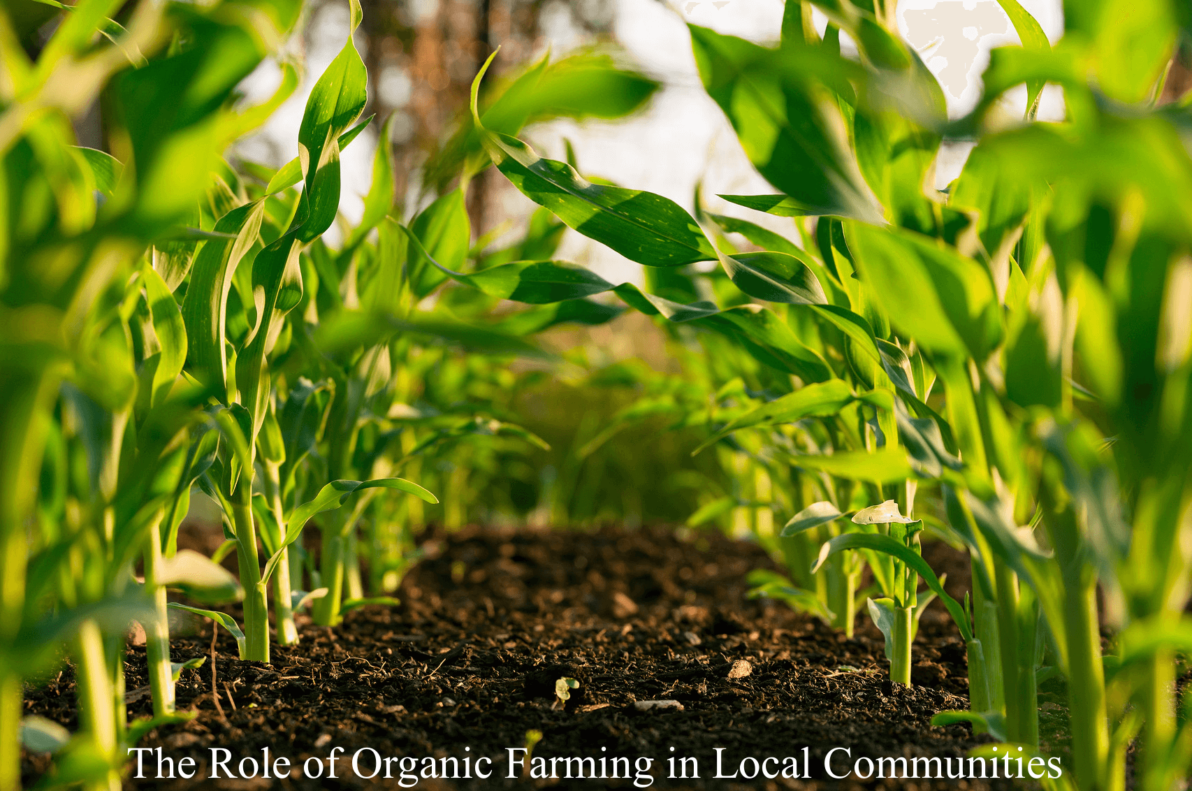 The Role of Organic Farming in Local Communities