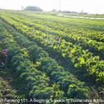 Organic Farming 101: A Beginner's Guide to Sustainable Agriculture