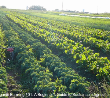 Organic Farming 101: A Beginner's Guide to Sustainable Agriculture