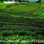 Exploring the Different Types of Organic Farming