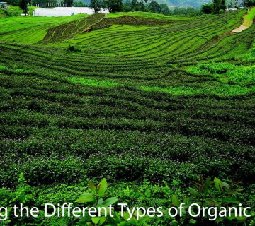 Exploring the Different Types of Organic Farming
