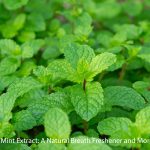 Mint Extract A Natural Breath Freshener and More