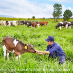 Organic Farming and Animal Welfare