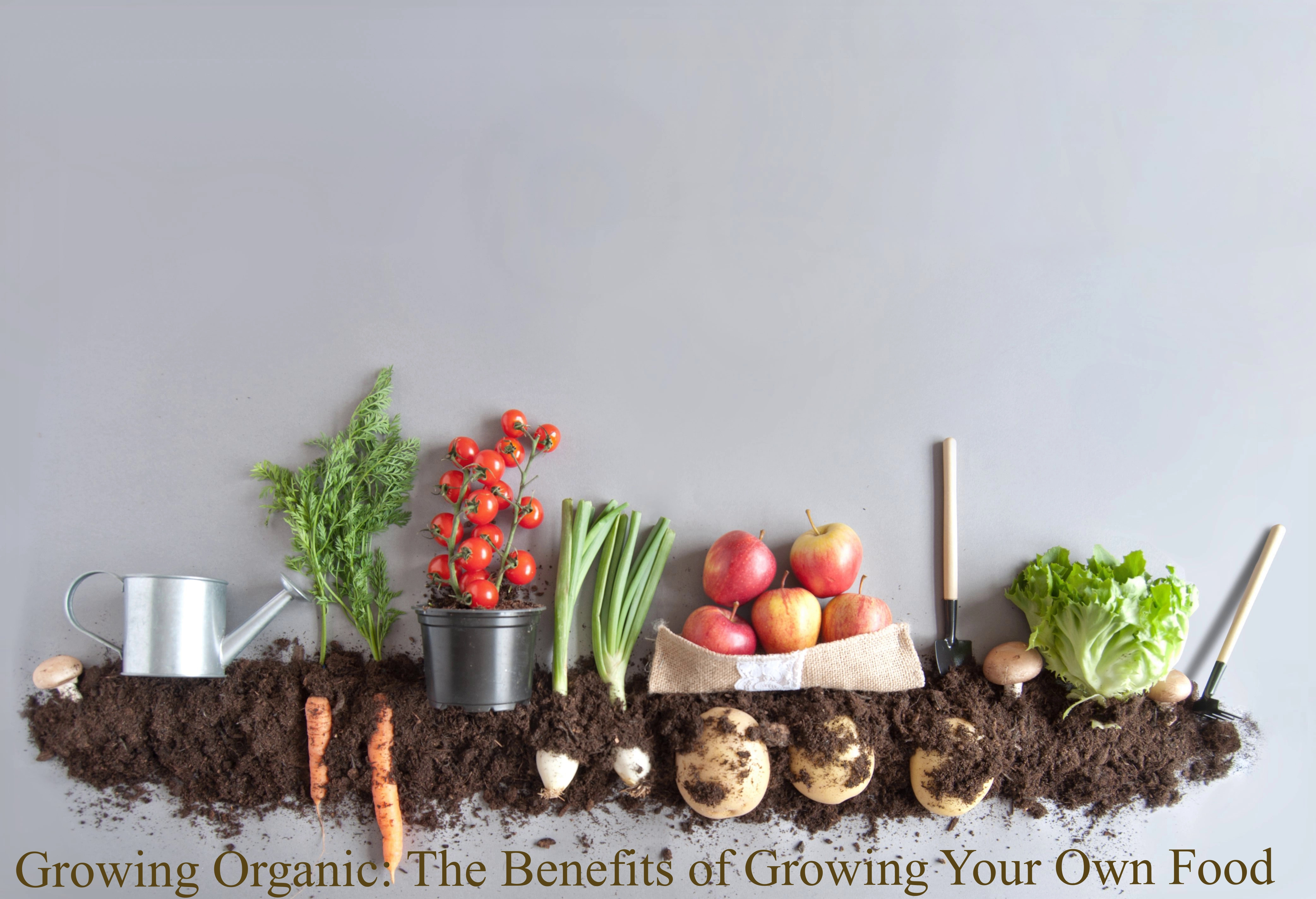 growing organic food