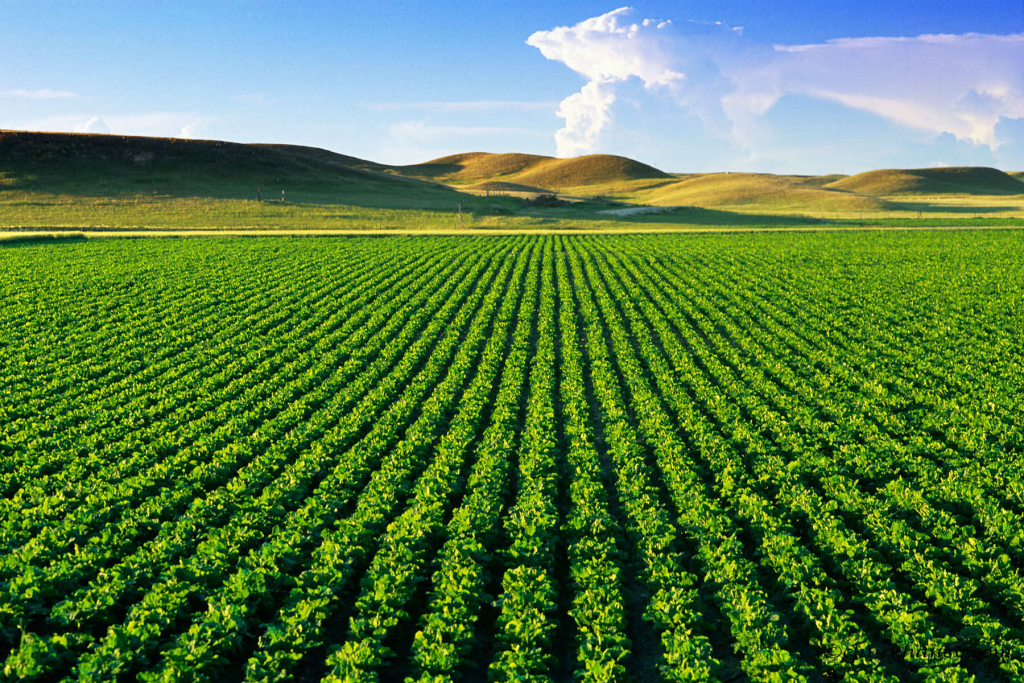 Organic Farming and Biodiversity: A Natural Partnership