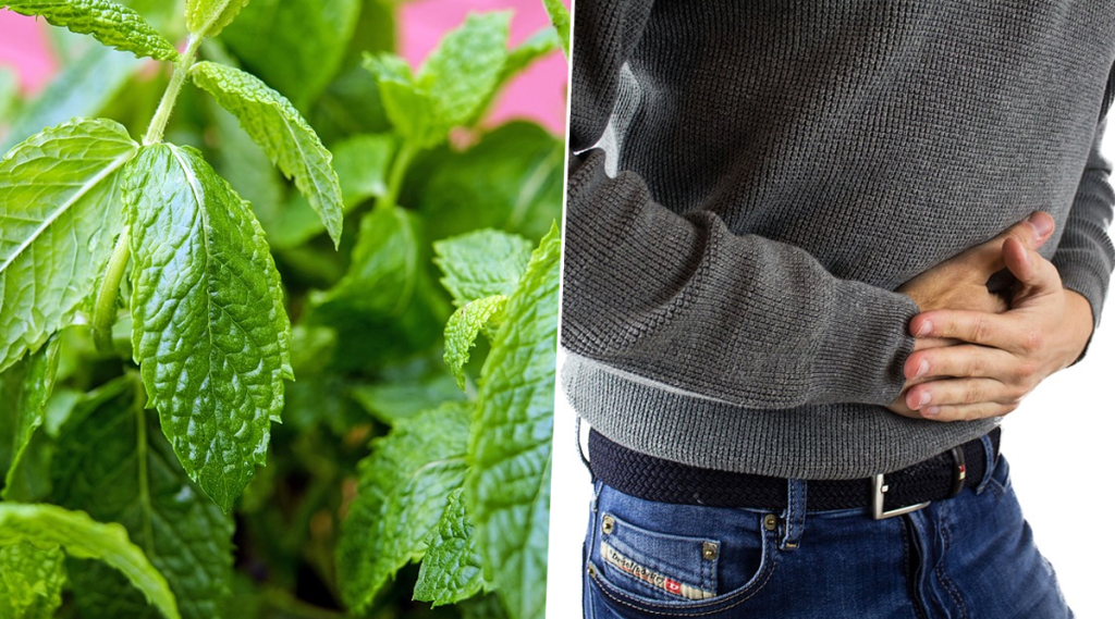 Aids in Digestion Mint extract